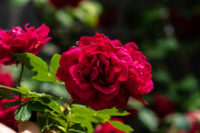 Mini Red Button Rose - Image 4
