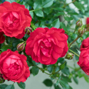 Miniature & Patio Roses