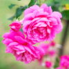Paneer Rose (Damask Rose)
