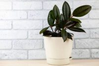 Rubber Plant - Image 3