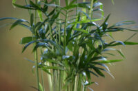 Bamboo Palm