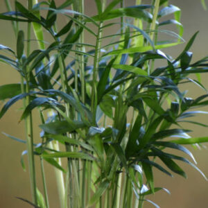 Bamboo Palm