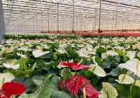 Anthurium - Image 3
