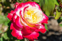 Double Delight - Image 3