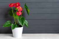 Anthurium