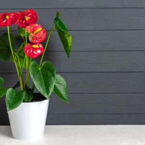 Anthurium