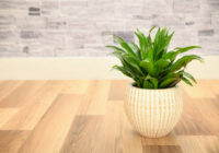 Dracaena