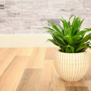 Dracaena