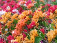 Bougainvillea - Image 3
