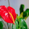 Anthurium