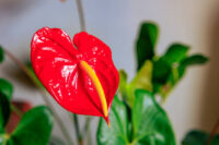 Anthurium - Image 4