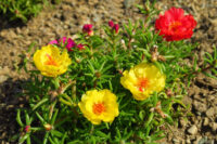 Portulaca (Moss Rose) - Image 3