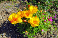 Portulaca (Moss Rose) - Image 4