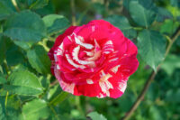Scentimental Rose - Image 3