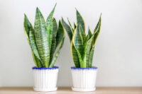 Snake Plant - Image 3