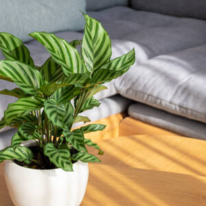 Calathea