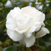 Iceberg Rose