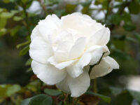 Iceberg Rose - Image 2