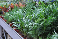 Bamboo Palm - Image 4