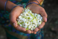 Mogra (Jasmine sambac) - Image 3