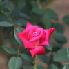 Desi Gulab (Indian Pink Rose)