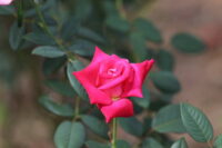 Desi Gulab (Indian Pink Rose)