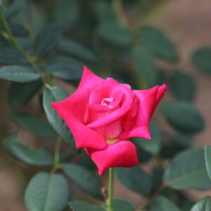 Desi Gulab (Indian Pink Rose)