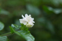 Mogra (Jasmine sambac) - Image 4