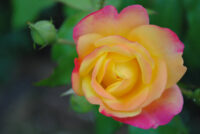 Peace Rose - Image 3