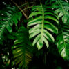 istockphoto-1403500963-612x612 Philodendron