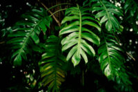 Philodendron - Image 2