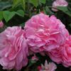 Paneer Rose (Damask Rose)