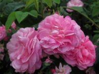 Paneer Rose (Damask Rose) - Image 3
