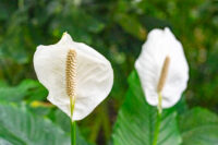 Peace Lily - Image 3