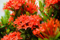 Ixora (Rugmini) - Image 3