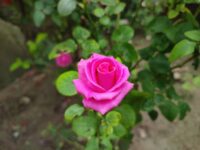 Pink Sindhuri Rose