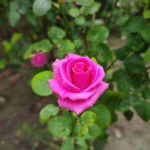 Pink Sindhuri Rose