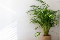 Areca Palm
