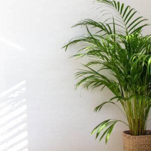 Areca Palm