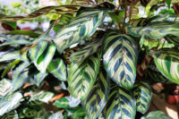 Calathea - Image 2