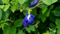 Aparajita (Clitoria ternatea / Butterfly Pea) - Image 4