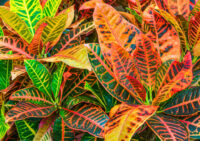 Croton - Image 3