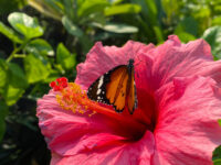 Hibiscus (Pune)