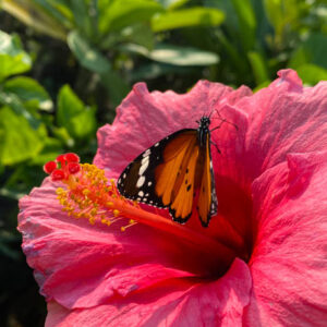 Hibiscus (Pune)