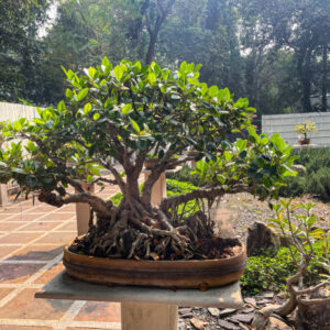 Allamanda