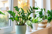 ZZ Plant