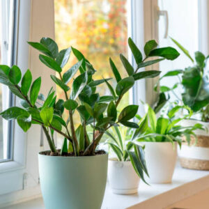 ZZ Plant