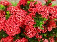 Ixora (Rugmini) - Image 2