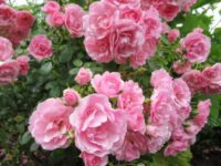 Bonica Rose - Image 2