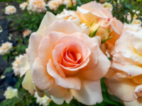 Apricot Nectar Rose
